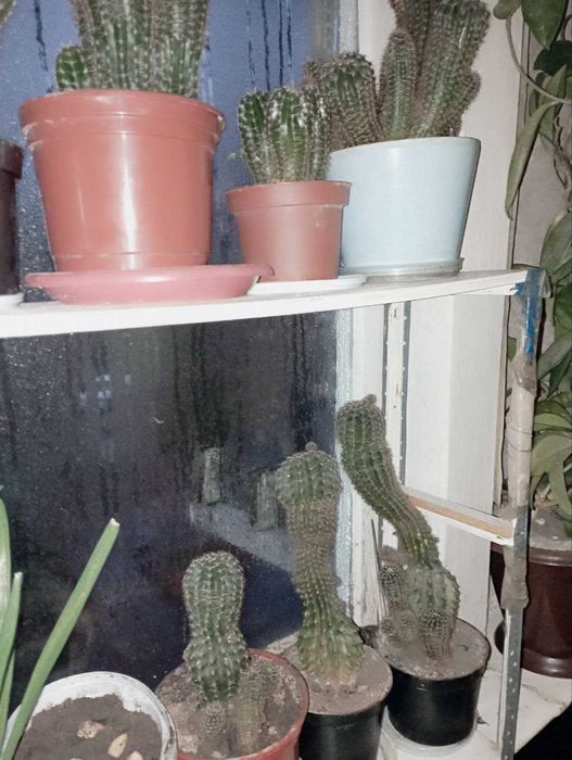 кактусы сильно разрослись