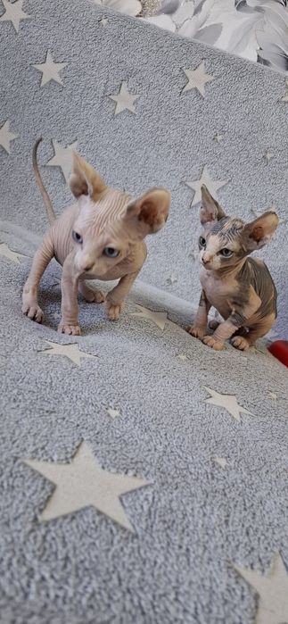 Малыши канадского сфинкса