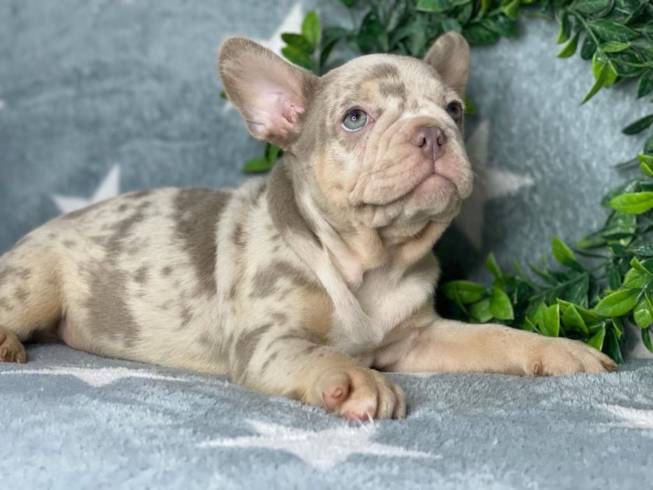 Bulldog francez isabela