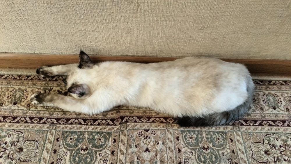 Голуба глазый кошка