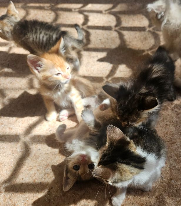 Отдам котят бесплатно