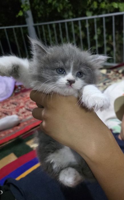 Сиамская марғауы кошка