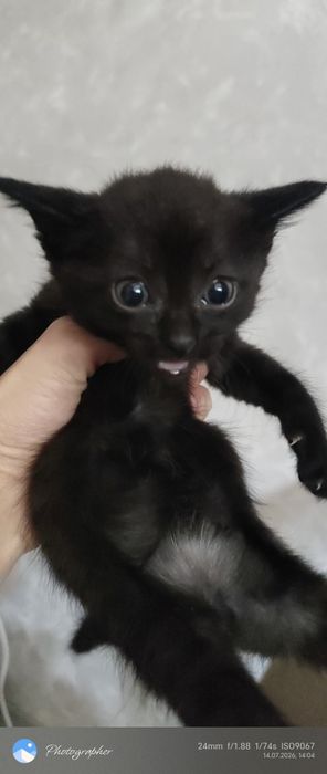 Мальчик и девочка котенок
