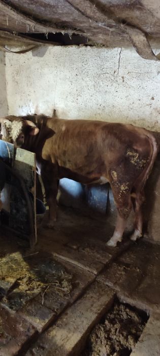 Бык Большой продам