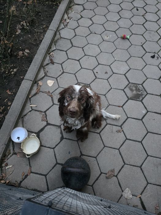 Пропала собака "Лаффи" русский спаниель / английский спаниель спрингер