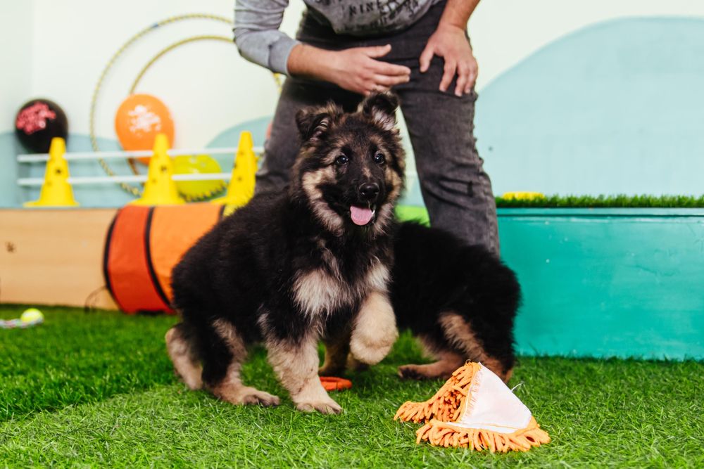 Продается щенок немецкой овчарки