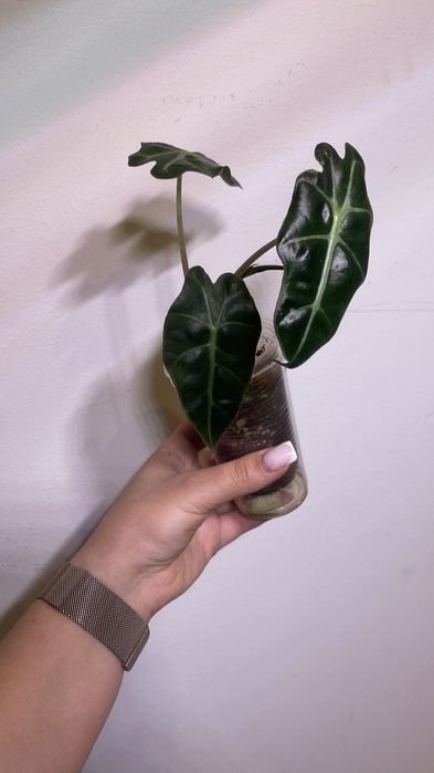 Детки алоказии Полли