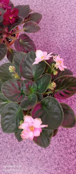 .Фиалки, комнатные цветы,цветы.