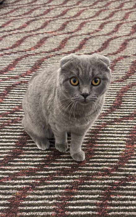 Шотладский Скотиш skotish mushugi erkak