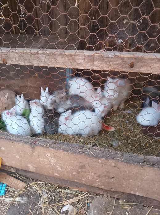Iepurași disponibili în oraș Giurgiu