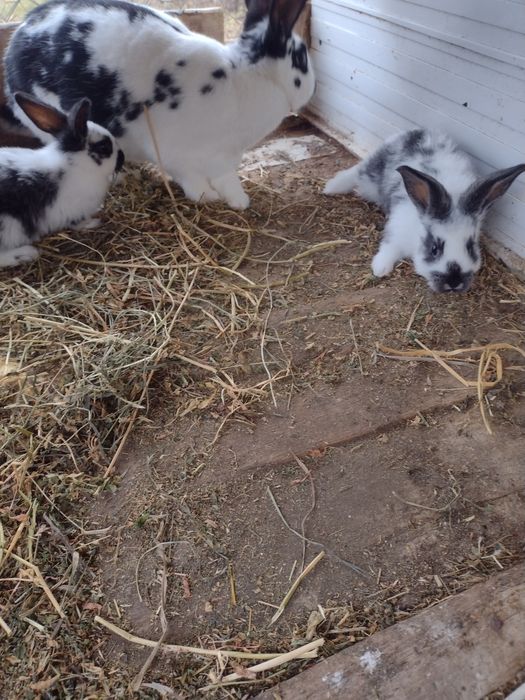 De vânzare iepurași fluture german 6 săptămâni pe ales