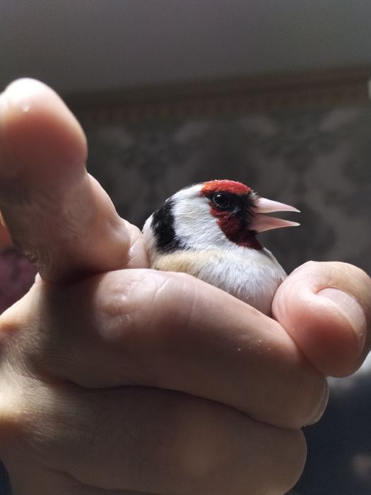 Щегол птица продаю