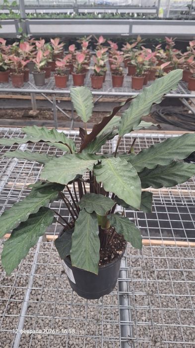 Xona o'simliklari Yashil Zamin