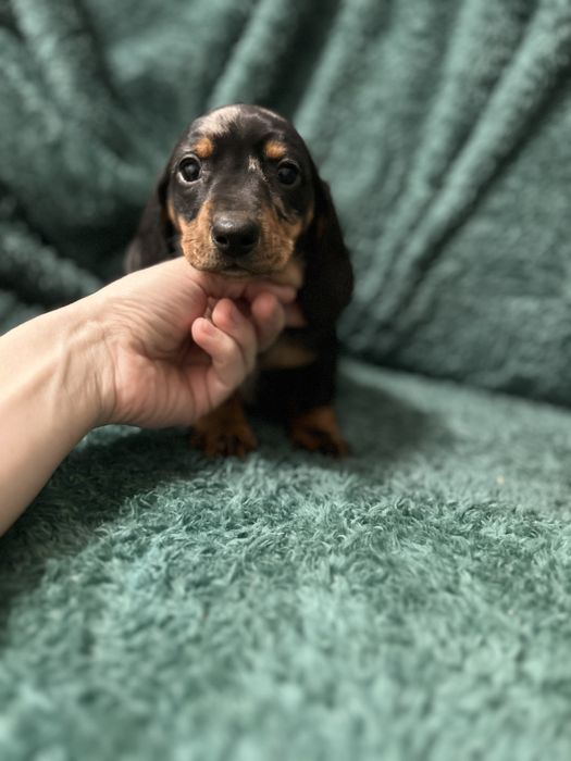 Femela teckel cu Certificat de Origine Pedigree FCI