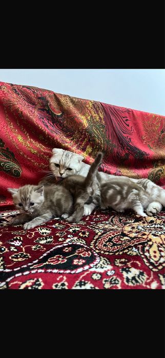 Шотланские котята 55.000