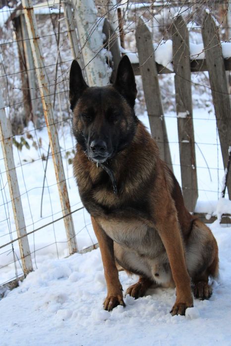 Вязка БО малинуа