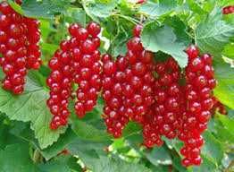 Саженец смородины красной сорта Натали