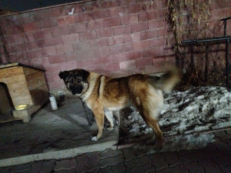 Собаку отдам хорошие руки