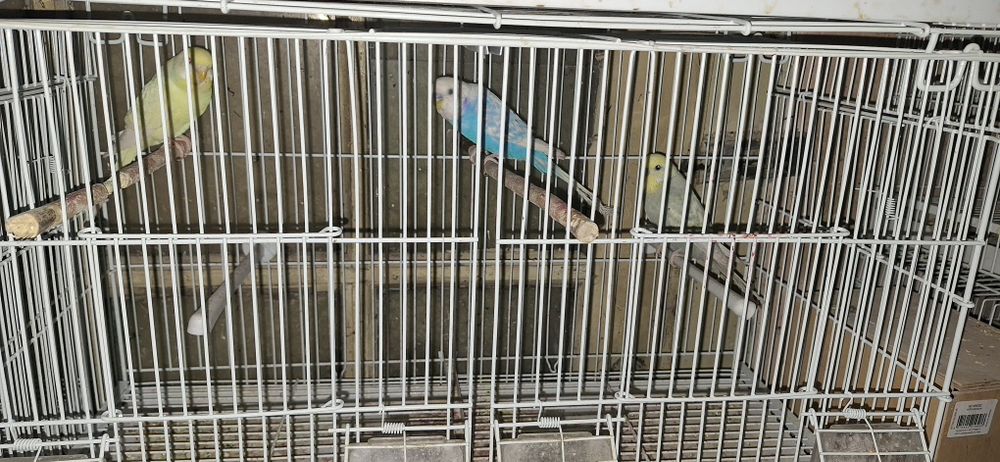 Vând peruși  60 de lei bucata