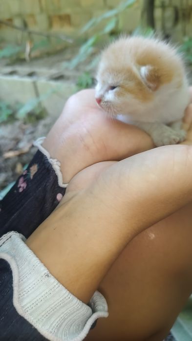 Отдадим котенка ,