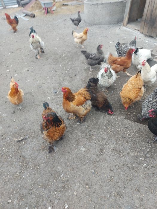 Яйцо инкубационное