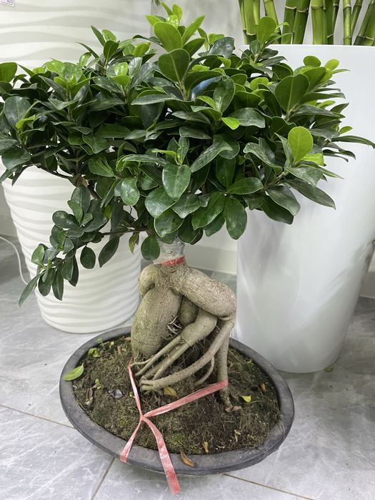 Комнатные растения