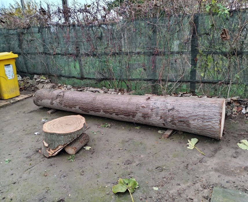 Trunchi de Paulownia