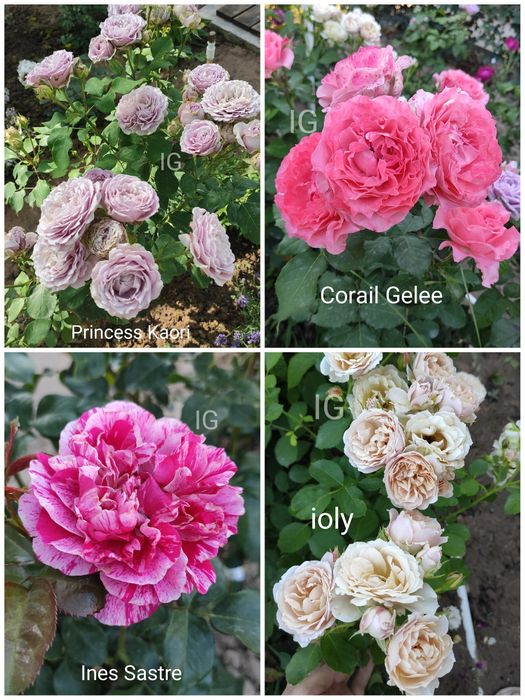 Продаю розы красивые редкие сорта