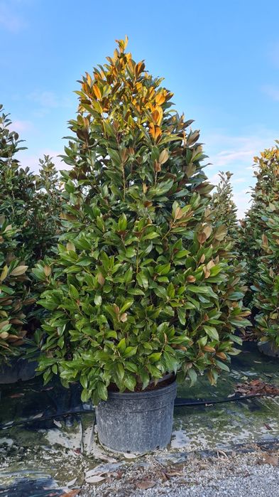 Vindem magnolia grandiflora enupar pe tulpina