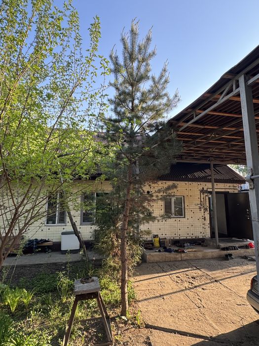 Сосна обыкновенная