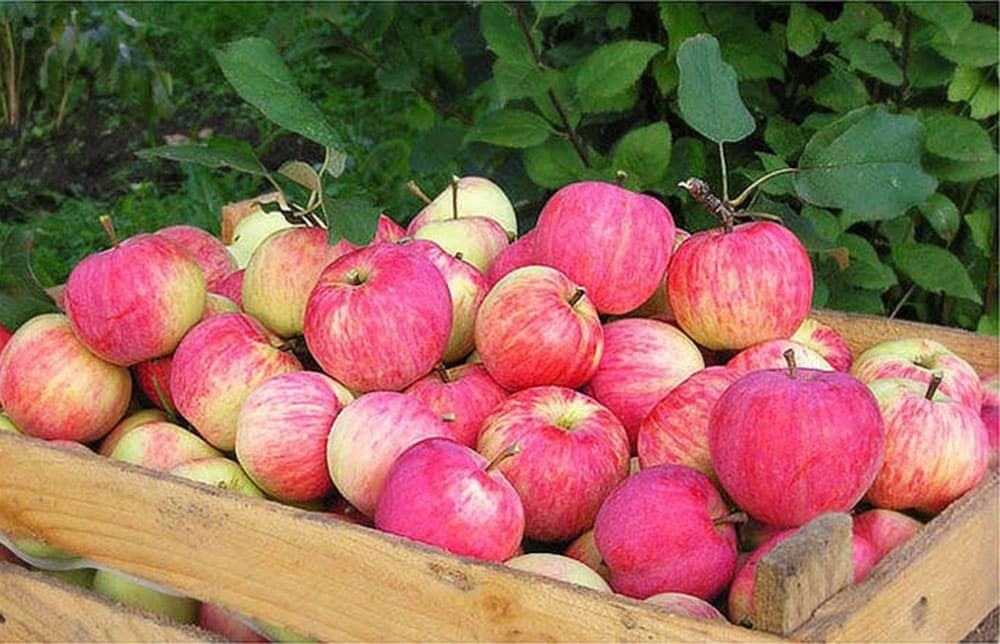 Pomi Străvechi Glia Strămoșească (Soiuri De Mar )