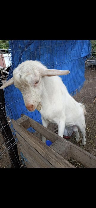 Tap Saanen  de vanzare