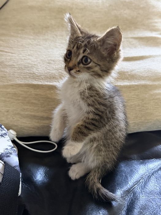 Отдам котенка найденыша