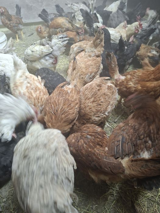Продам молодых кур несушек!!!