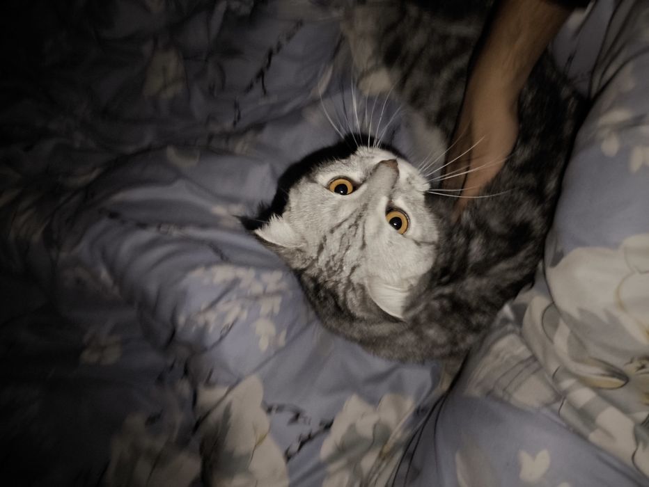 Продается Скоттиш страйт МУЖ