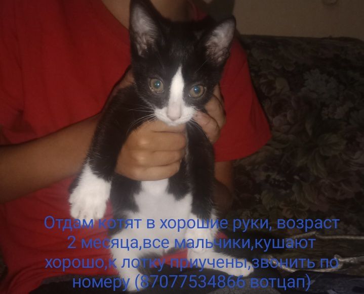 Отдам котят в хорошие руки