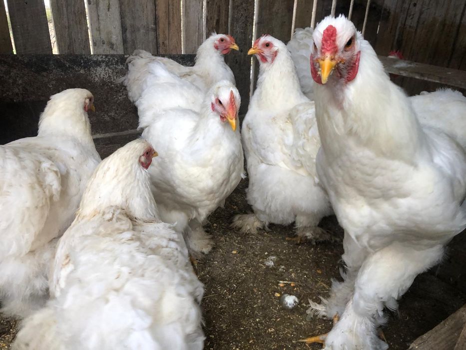 Oua incubator rase mare deosebite