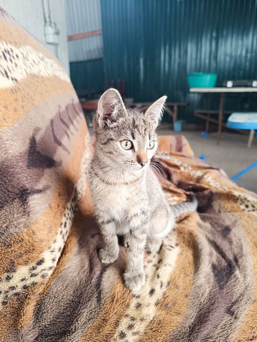 Котята в хорошие руки