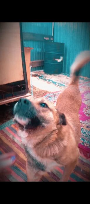 Собаки приученные к цепи