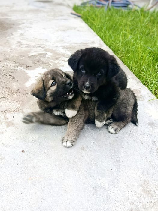 Tozza bo'ribosarlar sotiladi 2 ta  To'gdan keltirilgan 4 oylik  e
