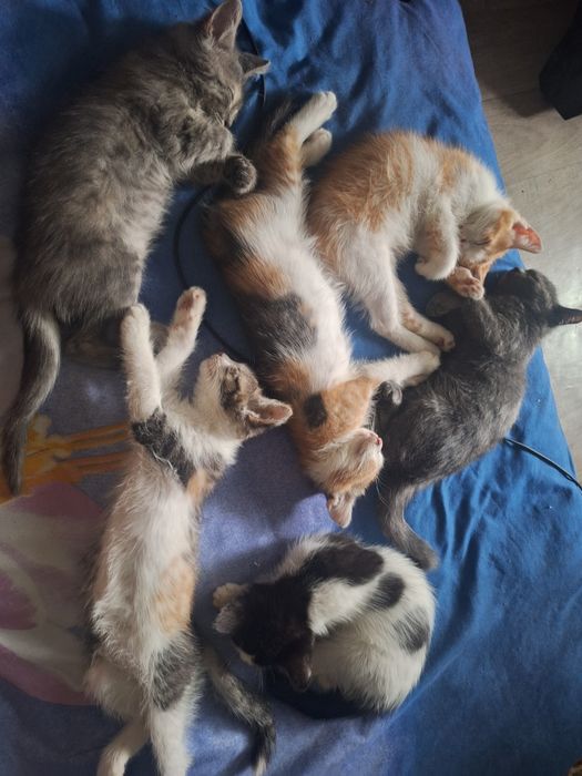 Котята ищет дом бесплатно
