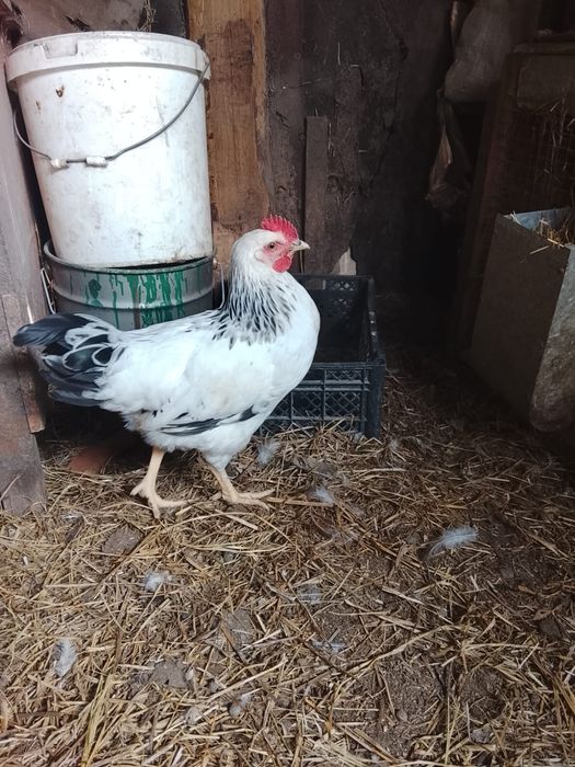 Продам домашний петуха