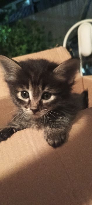 Котята ищут дом!
