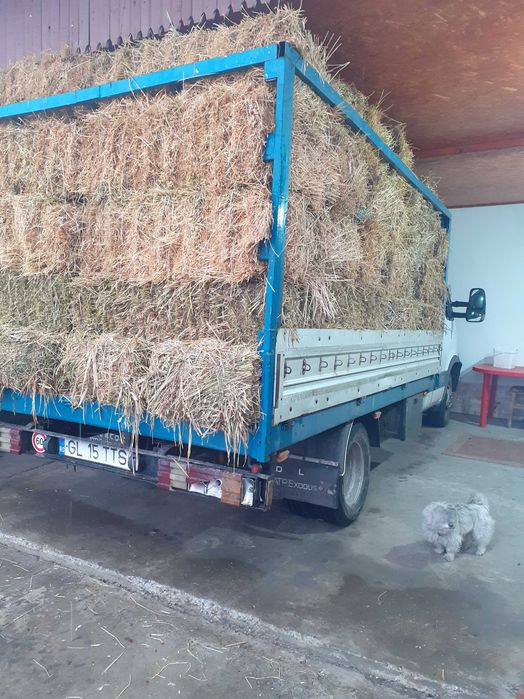 Vând baloți de lucernă cu iarbă