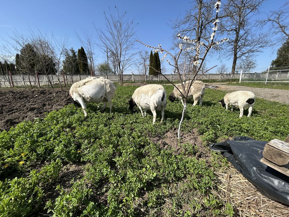 Oi Dorper rasa originala