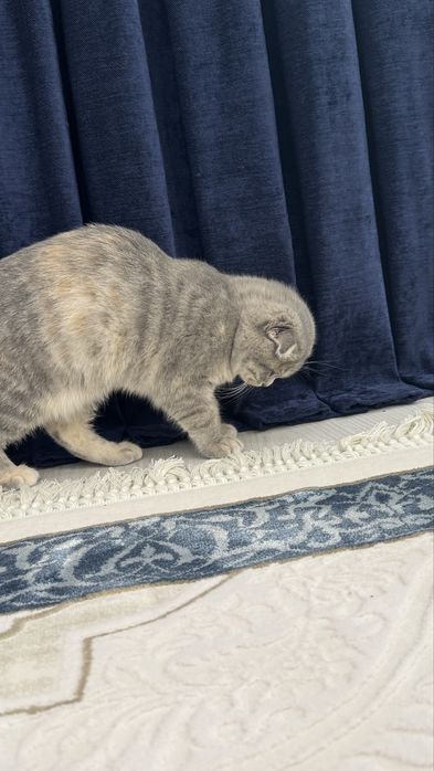 Кошка Скотиш Фолд