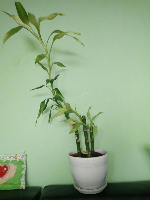 Палма драцена фраганс-110см.,коледниче,исусов венец,кротон,бамбук и др