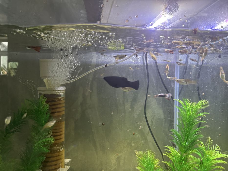 продам аквариум с рыбками .