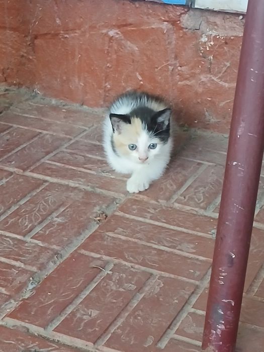 Котёнок бесплатно