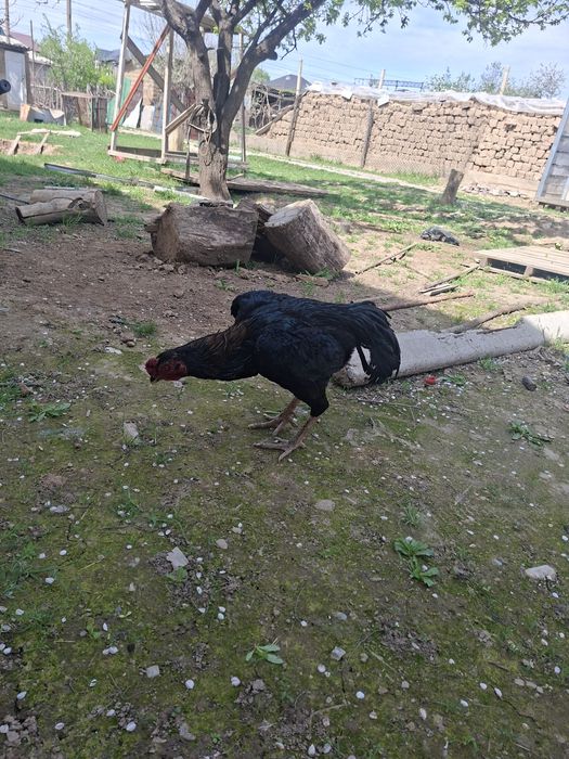 Дакан кораз кытаи